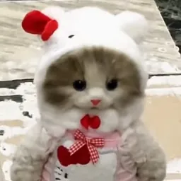 MomoTaroCAT